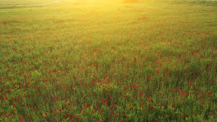 Fotomurales - Red common poppy flowers in grass field meadow in spring, aerial view