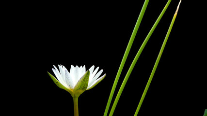 Wall Mural - White lotus blooming on black backgrounds.