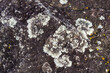 Rock texture with moss and mushroom-shaped yellow and white lichens in a cleft