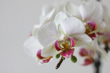 Fototapeta Storczyk - orchidea 