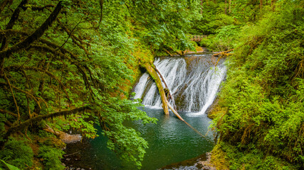 Wall Mural - Amazing blue fall in the wood. Forest waterfall. Silver falls state park, USA