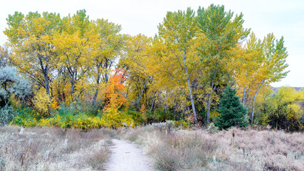 Wall Mural - Trail leads into a forest in the autumn