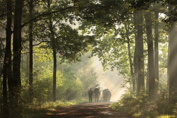 Wall Mural - Soldiers walk through the forest on a foggy, sunny morning