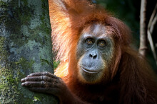 Portrait Of The Famous And Endangered Sumatran Orangutan. One Of The Most Famous Wild Animals From Indonesia.