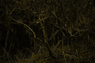 Scary bushes at night