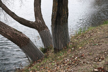 Steel Mesh Fencing On Trees To Keep Out Beavers. Wrap Trees With A Beaver Fence In A City Park
