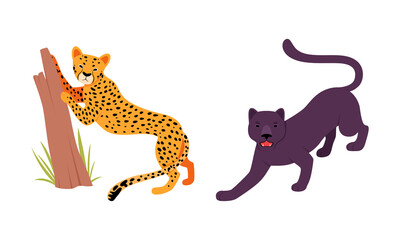 Canvas Print - Felid or Wild Cat as Carnivore Animal with Leopard and Black Panther Vector Set