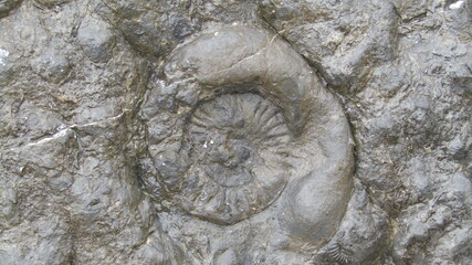 Wall Mural - ammonite