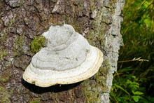 White Polypore On Tree Trunk With Large Fruiting Body With Pores Or Tubes On The Underside
