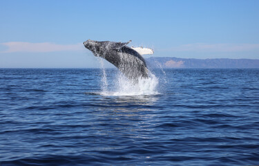 Canvas Print - Humpback whale breaching, Catalina Coast, California
