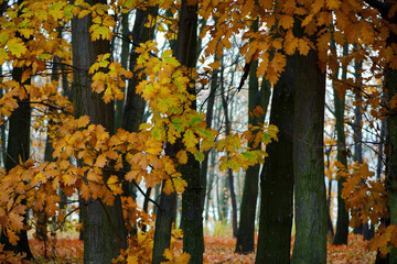 view of the tall ancient trees in the park. Sun rays through the tree trunks. Forest floor of red, orange and yellow leaves. autumn park or forest. close-up. natural background. autumn season