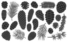 Cone Pine Isolated Black Set Icon. Vector Illustration Spruce Pinecone On White Background. Vector Black Set Icon Cone Pine.