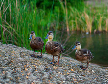 Three Baby Ducks Walking