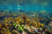 Underwater Seascape, Shallow Ocean Floor With Rocks Covered By Algae And Clear Water,  Eastern Atlantic, Spain, Galicia