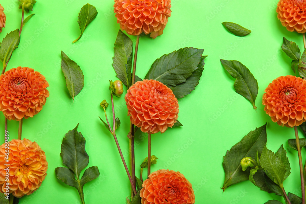 Beautiful dahlia flowers on green background, closeup