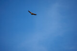 Fototapeta Na sufit - common griffon in the pyrenees, far distance
