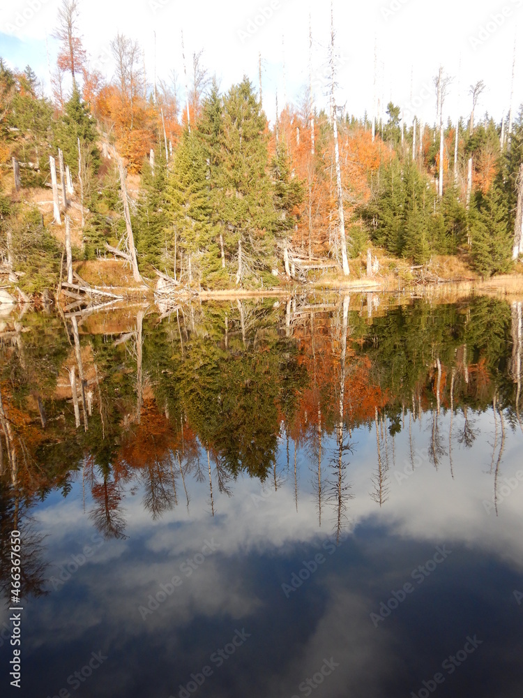 Lake Laka with floating islands on the surface is the smallest, shallowest and highest glacial lake in Šumava in past acid water now return of brown trout salmo trutta survey for fish 