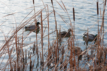 Wall Mural - a flock of ducks