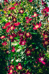 Sticker - Red flowers in the garden