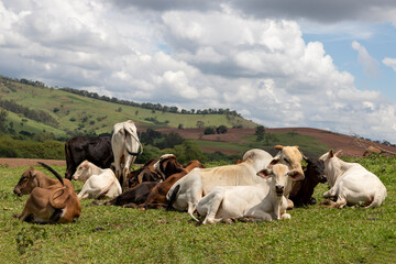 Wall Mural - Nelore cattle lying in the pasture