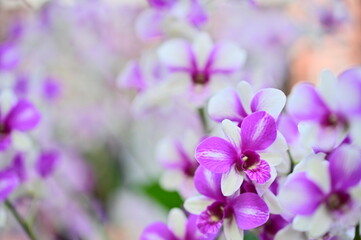 Wall Mural - the shilin residence orchid show 2021. branch of blooming pink phalaenopsis orchid close-up, beautif