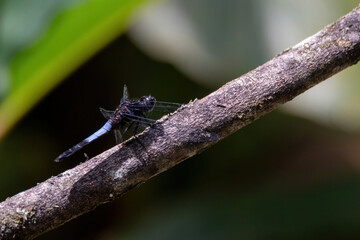 Wall Mural - a beautiful dragonfly in nature