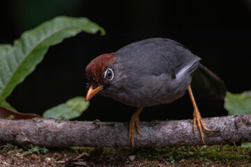 Wall Mural - beautiful Chestnut-capped laughingthrush bird in nature