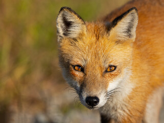 Wall Mural - Close-up Portrait of a Red Fox