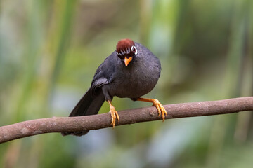 Wall Mural - beautiful Chestnut-capped laughingthrush bird in nature