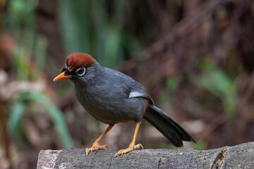 Wall Mural - beautiful Chestnut-capped laughingthrush bird in nature