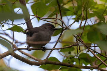 Poster - a Long-tailed Sibia bird in nature