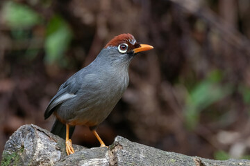 Wall Mural - beautiful Chestnut-capped laughingthrush bird in nature