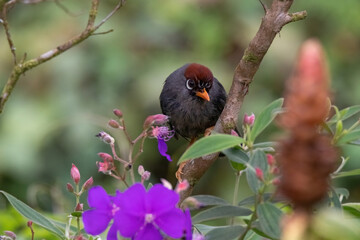 Poster - beautiful Chestnut-capped laughingthrush bird in nature