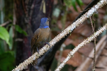 Poster - a Large Niltava Female (Niltavagrandis) bird in nature