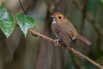 Wall Mural - a Rufous-browed flycatcher (Anthipes solitaris) bird in nature