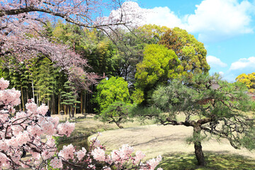 Poster - Blooming sakura trees in Koishikawa Korakuen garden, Okayama, Japan