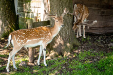 Two Young Fallow Deer Stand Between A Tree Near The Stall