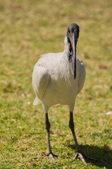 Poster - Closeup of black-headed Ibis on the ground