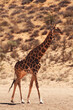 An African giraffe (Giraffa camelopardalis giraffa) waking on the dry sand in Kalahari desert.