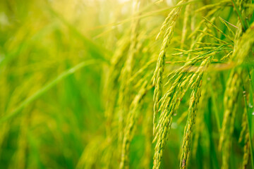 Wall Mural - Selective focus on ear of rice. Green paddy field. Rice plantation. Organic rice farm in Asia. Rice price in the world market concept. Beautiful nature of farm land. Paddy field. Plant cultivation.