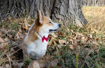 Wall Mural - portrait of welsh corgi pembroke in the park