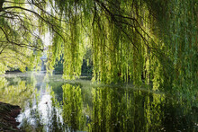 Germany, Saxony, Leipzig, Large Willow Tree Growing Over Karl-Heine-Kanal In Summer