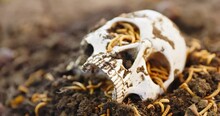 Maggots Crawling In Dead Skull