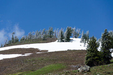 Wall Mural - nature landscape with snow on june in Yellowstone National Park on summer in Wyoming