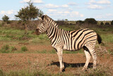 Fototapeta Sawanna - Steppenzebra / Burchell's zebra / Equus burchellii