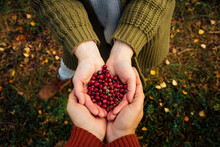 Man And Woman Holding Fresh Cranberries In Hand