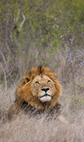 Fototapeta Sawanna - a big mature male lion in Kruger