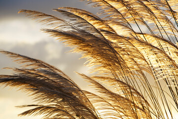 Wall Mural - White grass flowers with orange evening sunlight