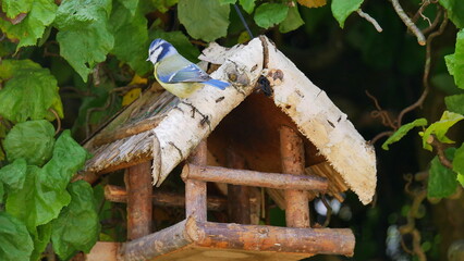 Wall Mural - Blaumeise sitzt auf einem Vogelfutterhaus