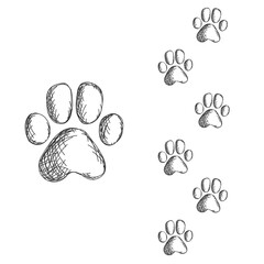 tiger tracks. Typical footprints - isolated black icon vector illustration on white background. symbol 2022